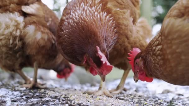 映像を食べる鶏 — ストック動画