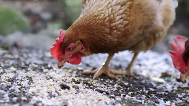 鶏は種を近くで食べる — ストック動画