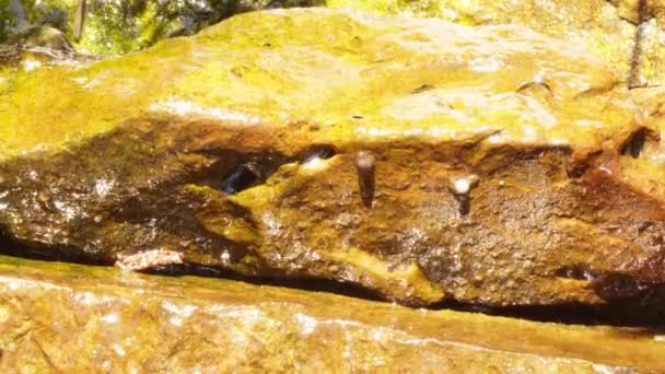 Time Lapse Snails Crawling Glistening Rocks — Stock Video