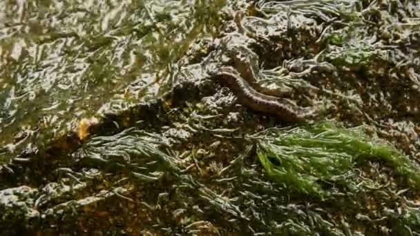 Macro Time Lapse Shot Two Worms Wet Algae Covered Rock — Stock Video