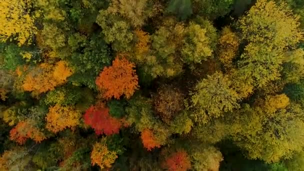 Sonbahar Zamanı Renkli Mevsimlik Ormanlar Bataklık Gölü Hava Görüntüleri — Stok video