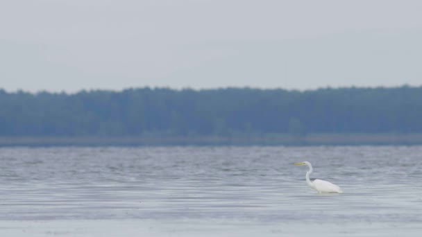 Great White Egret Ardea Alba Hunting Fish Lake Flying Walking — Wideo stockowe