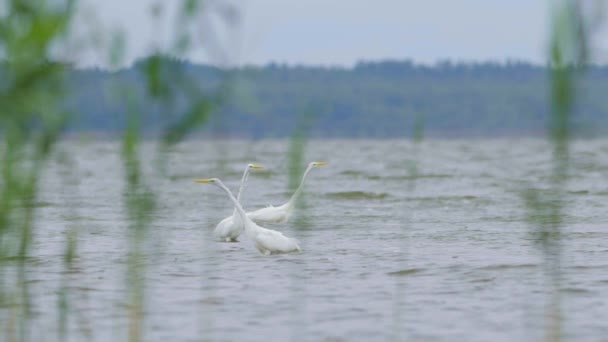 Great White Egret Ardea Alba Hunting Fish Lake Flying Walking — Αρχείο Βίντεο