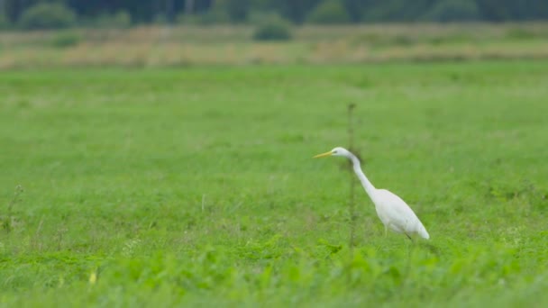 Great White Egret Ardea Alba Hunting Fish Lake Flying Walking — Αρχείο Βίντεο