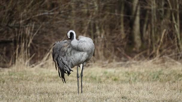 Grue Plumes Nettoyage Des Oiseaux Printemps Prairie Herbe Sèche Fermer — Video