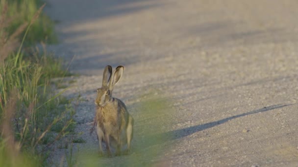 Wild Hare Running Eating Road Slow Motion Big Eyes — Stock video
