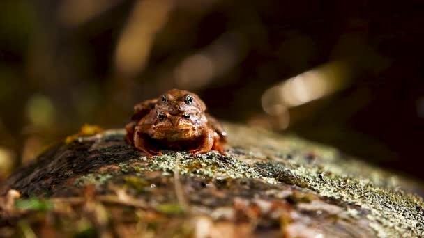 Breeding Frog Couple Sitting Stone Warm Spring Sunlight Water — Stok Video