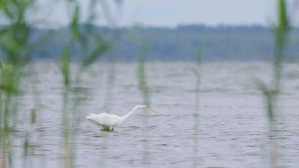 Great White Egret Ardea Alba Hunting Fish Lake Flying Walking — Αρχείο Βίντεο