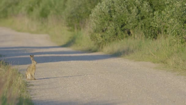 Wild Hare Running Eating Road Slow Motion Big Eyes — Vídeo de stock