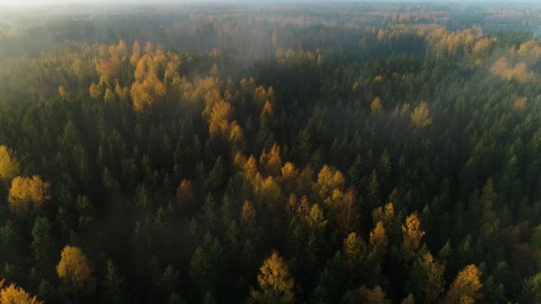 Seasonal Forest Aerial View Fall Early Morning Sunlight Fog — Stockvideo