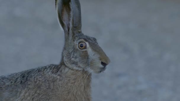 Wild Hare Running Eating Road Slow Motion Big Eyes — Vídeo de stock