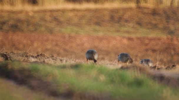 Bean Goose Anser Fabilis Breeding Field Northern Europe — Stockvideo