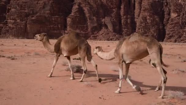 Kilka Wielbłądów Powoli Spaceruje Pustyni Wadi Rum — Wideo stockowe