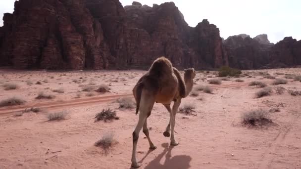 Kamelenwandelingen Woestijn Kijkt Rond Een Stralende Zonnige Dag — Stockvideo