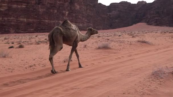 Lonely Camel Walking Desert Road Wadi Rum Jordan Bright Day — Stock video