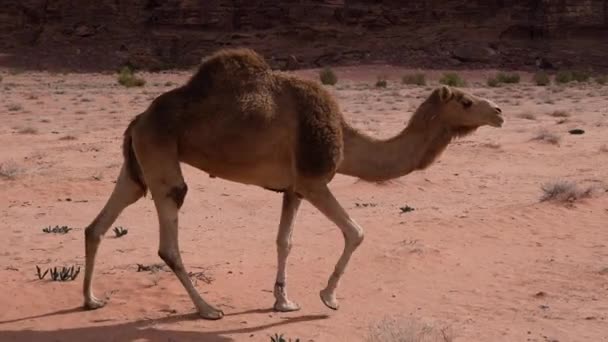 Bella Forte Cammello Mastica Erba Sabbia Nel Deserto Wadi Rum — Video Stock