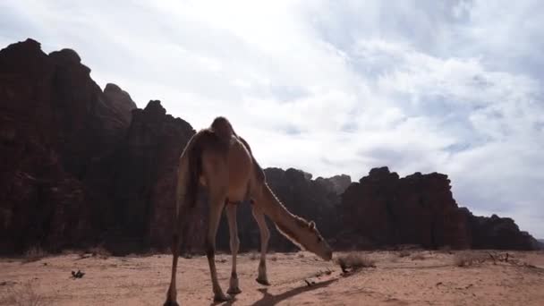 Velbloud Hledá Potravu Poušti Wadi Rum Slunečného Jasného Dne — Stock video