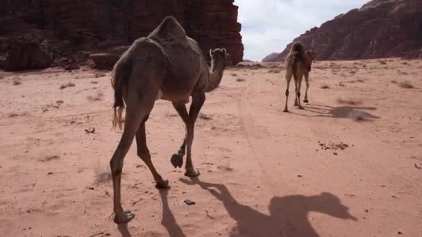 Een Twee Kamelen Die Achter Elkaar Wandelen Woestijn Van Wadi — Stockvideo