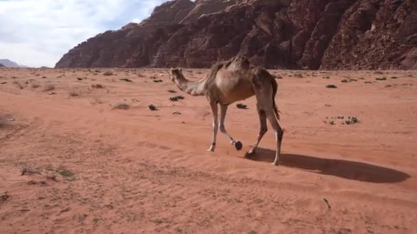 Young Camel Walking Desert Road Meets Another Camel — Stock Video