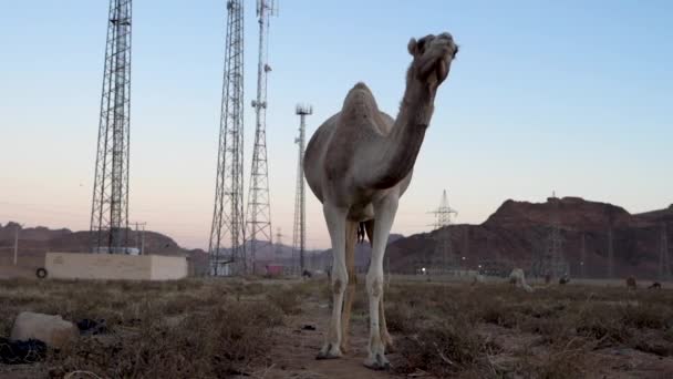 Camel Come Grama Campo Tarde Noite Jordânia 100 Quadros Por — Vídeo de Stock