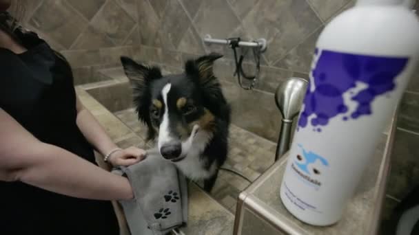 Pan Torno Pastor Australiano Salão Animais Estimação Revelando Shampoos Cão — Vídeo de Stock