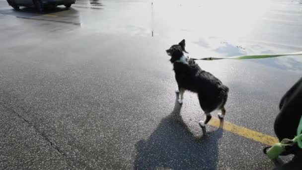 Halterin Führt Braven Australian Shepherd Hund Der Leine Über Parkplatz — Stockvideo