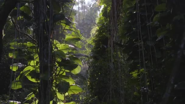 Sűrű Dzsungel Szőlő Aranyozott Napfénnyel Hawaii — Stock videók