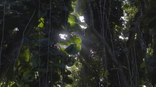 Sűrű Dzsungel Indák Szűrt Napfény Kukucskál Hawaii — Stock videók