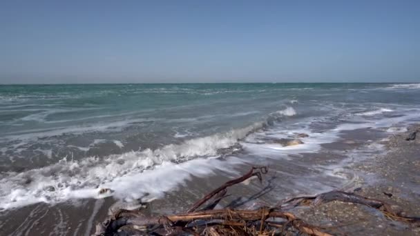 いくつかの湿った木の枝を持つ死海の海側は海岸に広がりました — ストック動画
