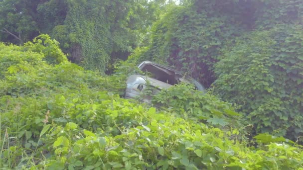 Hawaii Ormanında Terk Edilmiş Bir Araba Enkazı Sarmaşıkların Altında Kayboluyor — Stok video
