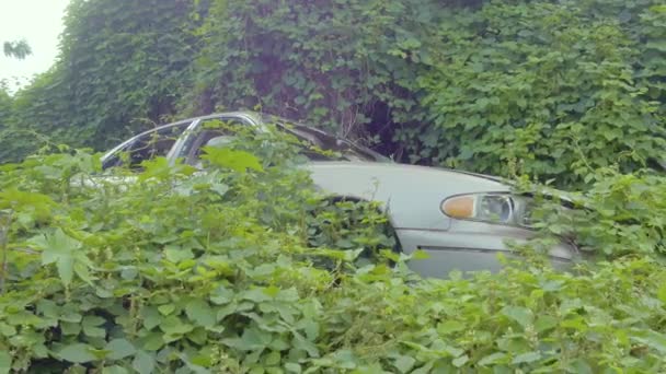 Автокатастрофа Брошенная Джунглях Гавайев Исчезающая Ползучими Лозами — стоковое видео