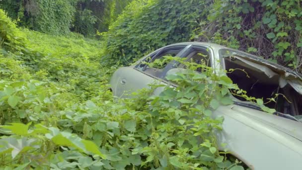 Verlassenes Autowrack Dschungel Von Hawaii Bedeckt Von Kriechenden Weinreben — Stockvideo