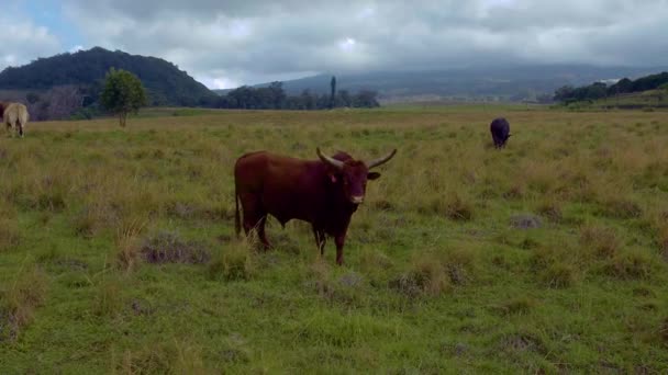 Ein Neugieriger Texanischer Longhorn Bulle Auf Einer Grünen Weide — Stockvideo