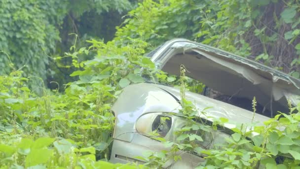 Accidente Coche Abandonado Jungla Hawai Cubierto Enredaderas — Vídeo de stock