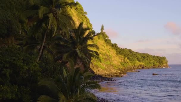夏威夷棕榈树向毛伊岛岩石海岸倾斜 — 图库视频影像