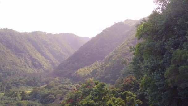 Luchtfoto Van Inheemse Hawaiiaanse Flora Het Bergachtige Jungle Landschap — Stockvideo
