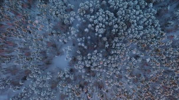 Aerial Langzaam Vooruit Vliegend Boven Het Blauwe Winterwoud Tijdens Gouden — Stockvideo