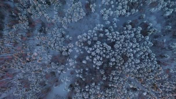 Aerial Lecąc Przodu Aparatem Skierowanym Dół Piękny Niebieski Śnieżny Las — Wideo stockowe