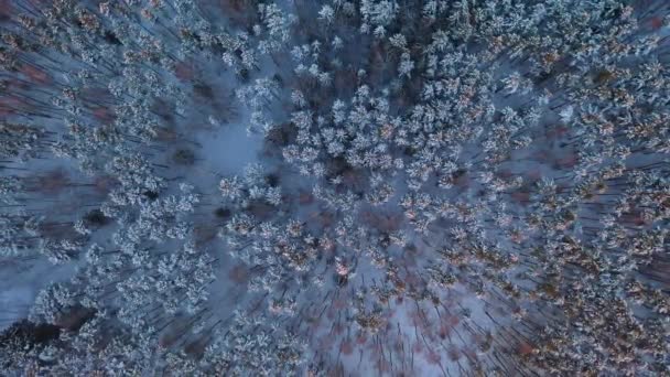 Aerial Langsamer Aufstieg Über Unglaublich Blauem Winterwald — Stockvideo