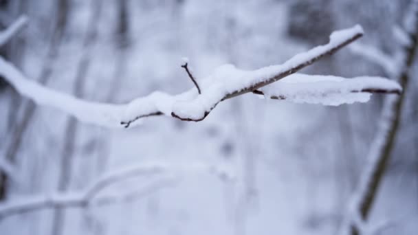 Ein Isolierter Ast Mit Schnee Einem Wald Mit Verschwommenem Hintergrund — Stockvideo