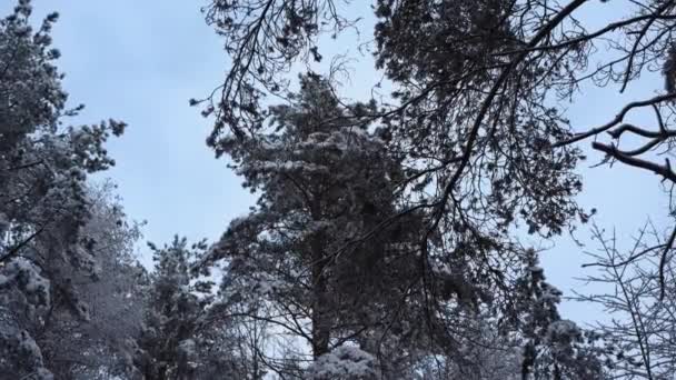 Een Bobbie Pijnboom Swingend Een Wind Een Winter Dag — Stockvideo