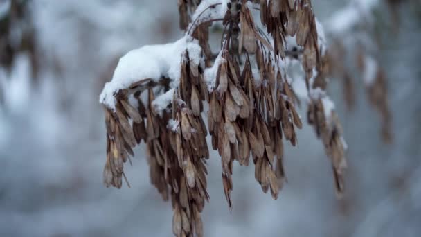 Drżące Brązowe Liście Śniegu Czubku Gałęzi Drzewa Lesie — Wideo stockowe