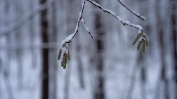 Une Branche Isolée Avec Deux Bourgeons Verts Jour Nuageux — Video