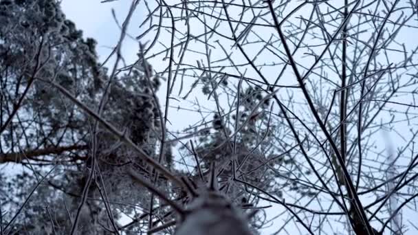 Ett Skott Blå Himmel Genom Grenar Tallen — Stockvideo