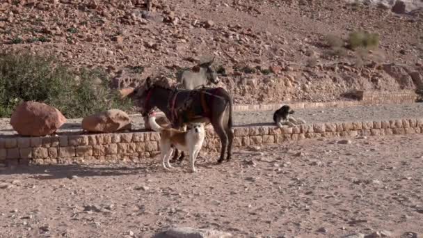 Osły Stojące Obok Dwóch Psów Pobliżu Ogrodzenia Skalnego Mieście Petra — Wideo stockowe