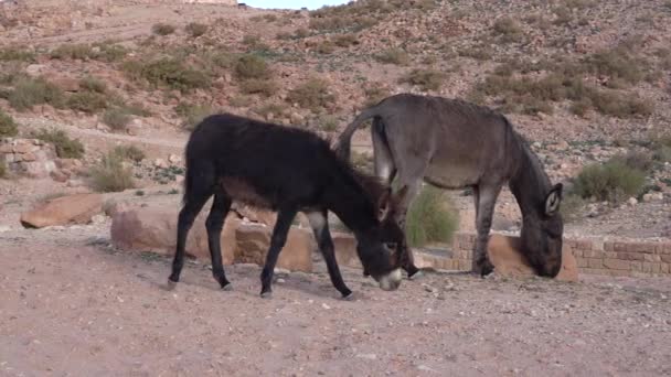 Dua Keledai Makan Rumput Lembah Kota Petra — Stok Video
