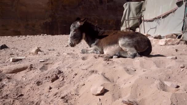 ペトラ市の灰色のテントの近くの熱い砂の上に疲れているロバが横たわっている — ストック動画