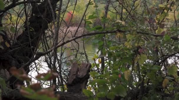 Pan Tot Wolkenkrabbers Herfstbomen Door Houtbewerking Vegetatie Met Meer Achtergrond — Stockvideo