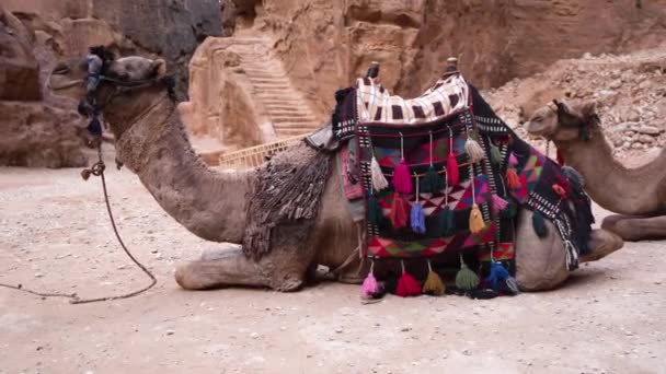 Tiro Camelo Sentado Terreno Cidade Antiga Petra Jordânia — Vídeo de Stock