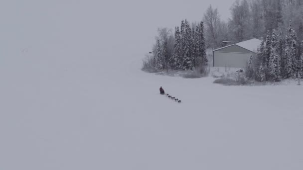 Ευρεία Εναέρια Άποψη Alaskan Έλκηθρο Σκυλιών Χιονιού Ταξιδεύει Παγωμένο Τοπίο — Αρχείο Βίντεο